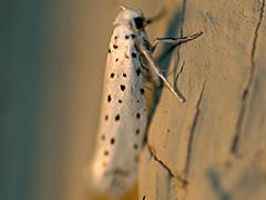 Ermine Moth